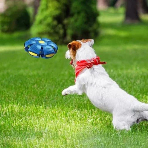 The Doggy Disc Ball