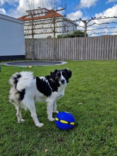 The Doggy Disc Ball